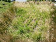 Rain Garden Rain Garden
