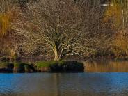 Island Tree