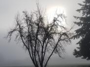 One Foggy Morning